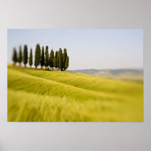 Póster Itália Toscana, Foco Seletivo em Árvores Cypress