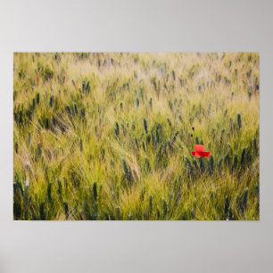 Póster Itália, Toscana, Papoula solitária no trigo da pri