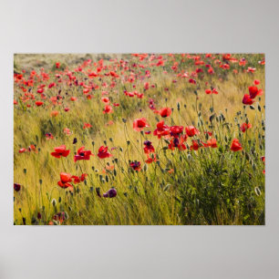 Poster Itália, Toscana, Poppies no Campo de Trigo Primave