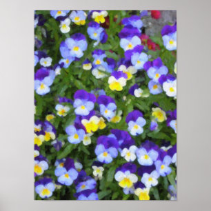 Poster italiano dos Pansies