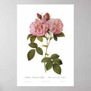 Poster Italica do damascena de Rosa