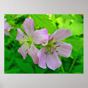 Póster Itens correspondentes da série Wild Geranium Post