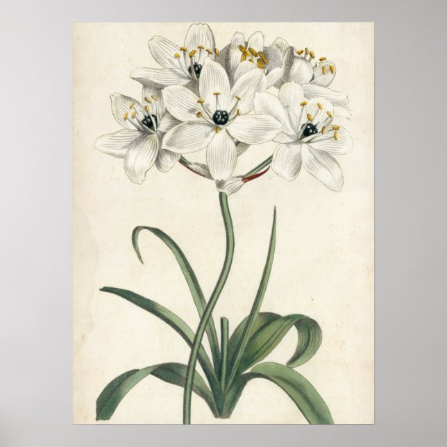 Poster Ivory Garden (Frente)