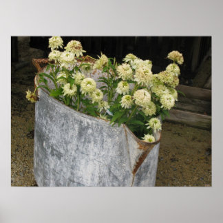 Poster Ivory Zinnias