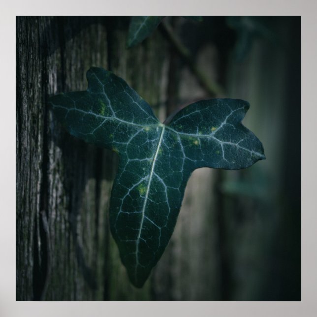 Poster Ivy Leaf Nature Photo (Frente)