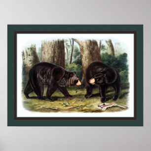 Poster J.W. Audubon - Ursus Americanus (Urso Negro)