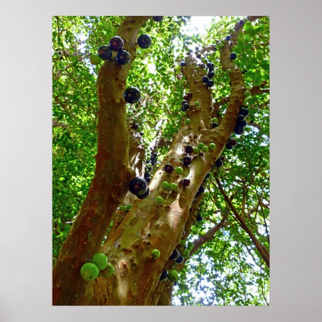 Poster Jaboticaba Tree (Frente)