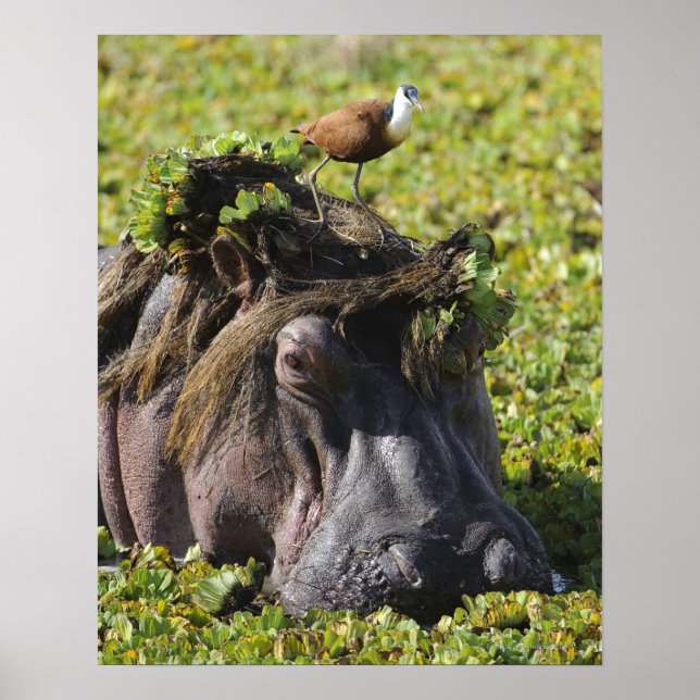 Póster Jacana no hipopótamo (Frente)