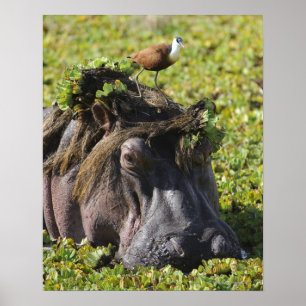 Póster Jacana que está no hipopótamo (Hippopotamus