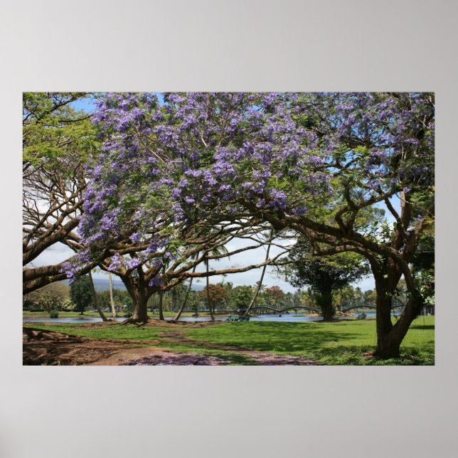 Poster Jacaranda em Bloom (Frente)