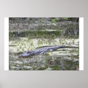 Póster Jacaré