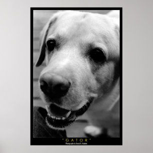 PÓSTER JACARÉ
