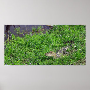 Póster Jacaré do bebê