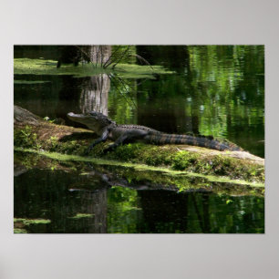 Póster Jacaré do traço de Natchez (3)