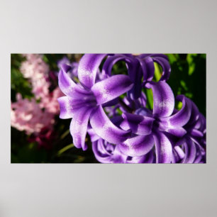 Poster Jacinto azul eu salto floral