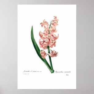 Poster Jacinto cor-de-rosa