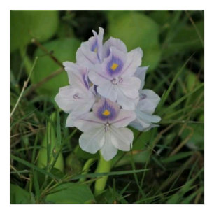 Póster Jacinto de Água Florido - Flor Aquática Tropical