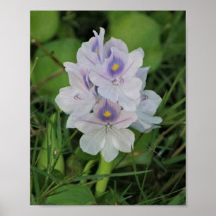 Poster Jacinto de Água Florido - Flor Aquática Tropical