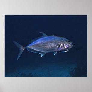 Poster Jack Clearing