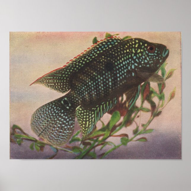 Poster Jack Dempsey - Archocentrus octofasciatus P/folio (Frente)