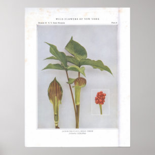 Póster Jack-in-the-Pulpit; Nabo indiano