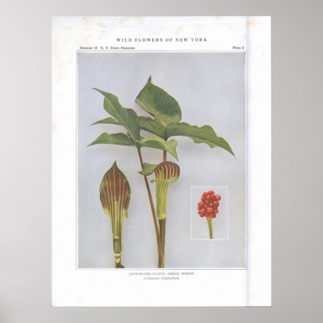 Póster Jack-in-the-Pulpit; Nabo indiano (Frente)