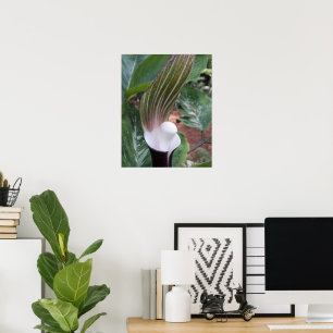 Poster Jack-in-the-Pulpit Plant Floral Photographic