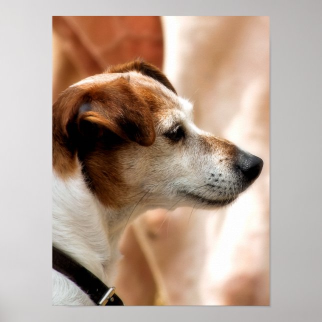 POSTER JACK RUSSELL TERRIER DOG (Frente)