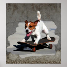 Jack Russell Terrier no skate