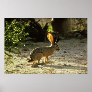 Póster Jackalope ocidental