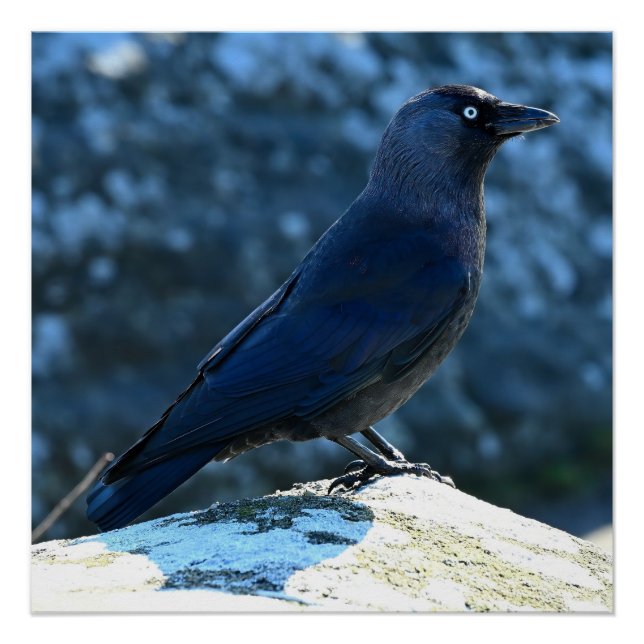 Póster Jackdaw (Frente)