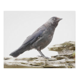 Póster Jackdaw Poster