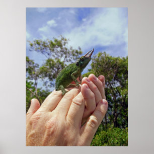 Poster Jackson's Chameleon