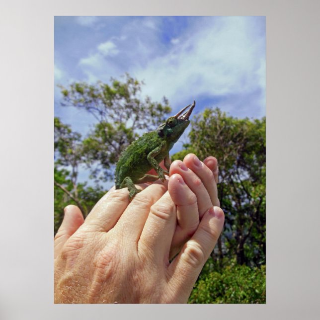 Poster Jackson's Chameleon (Frente)