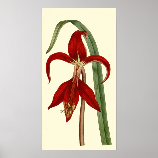 Póster Jacobbaean Amaryllis (Frente)