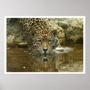 Póster Jaguar