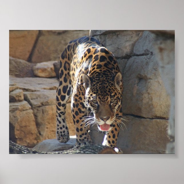 Póster Jaguar (Frente)