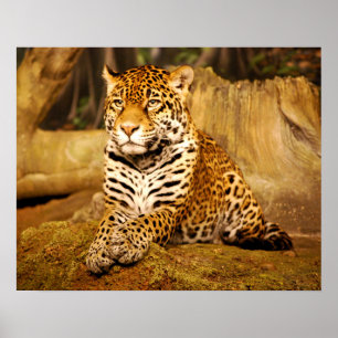 Póster Jaguar