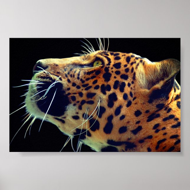 Poster Jaguar (Frente)