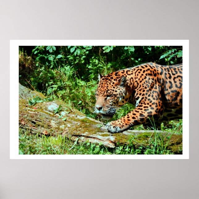 Poster Jaguar (Frente)