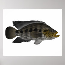 Jaguar Cichlid