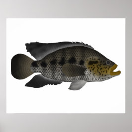 Poster Jaguar Cichlid