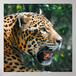 Poster Jaguar em maio