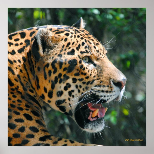 Poster Jaguar em maio (Frente)
