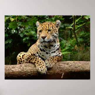 Poster Jaguar em um pôster de tronco