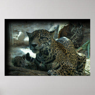 POSTER JAGUAR - MÃE PROTETORA E KITTEN
