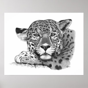 Póster Jaguar no lápis
