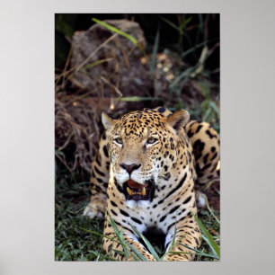 Póster Jaguar (onca do Panthera)