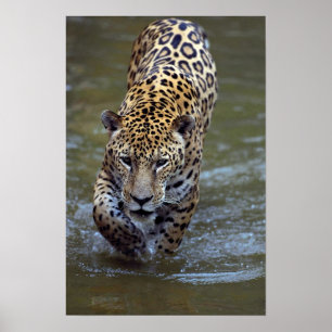 Póster Jaguar (onca do Panthera) no rio enlameado