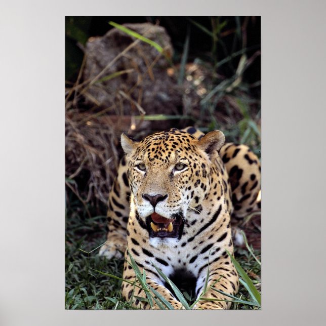 Póster Jaguar (Panthera onca) (Frente)